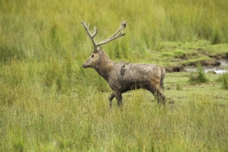 David's deer (Elaphurus davidianus) running along the shore of a lake, southern Sweden, Sweden,