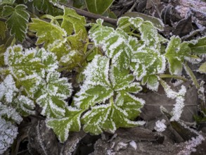 Close-up, leaves with hoarfrost, Weinviertel near Hadres, Lower Austria, Austria, Europe