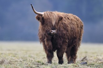 Highland cattle (Bos taurus), adult animal with one horn standing in a meadow, Switzerland, Europe