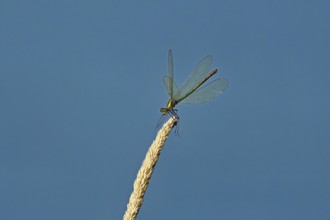 Banded demoiselle (Calopteryx splendens), female approaching a blade of grass, Switzerland, Europe