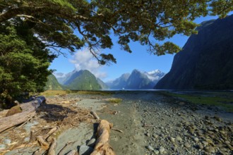 Panorama with trees and logs against a backdrop of mountains and clouds, summer, Milford Sound, Te