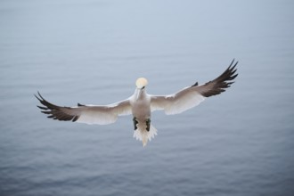 Northern gannet (Morus bassanus) landing, wildlife, Heligoland, Germany, Europe