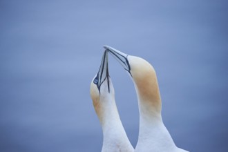 Northern gannet (Morus bassanus) couple greeting each other with their beaks, portrait, wildlife,