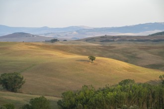 Typical Tuscan landscape in Val d'Orcia with hills, trees, fields, farmhouses and cypresses in