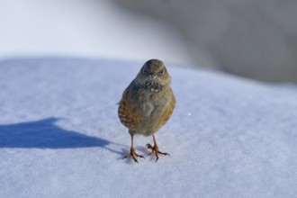 Alpine Accentor (Prunella collaris), standing on snow-covered ground, surrounded by clear sky and