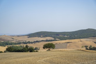 Typical Tuscan landscape in Val d'Orcia with hills, trees, fields, farmhouses and cypresses in