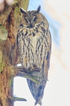 Long-eared owl (Asio otus) sitting on a branch in a forest, Bavaria, Germany, Europe