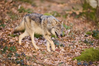 Close-up of a Eurasian wolf (Canis lupus lupus) in a forest in spring, Bavarian Forest National