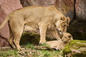 Asiatic lion (Panthera leo persica) female (mother) with her cub, captive