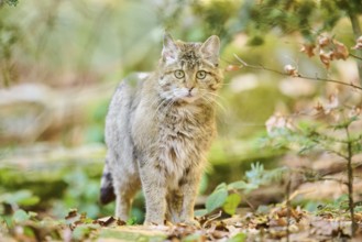 European wildcat (Felis silvestris silvestris) in a forest, Bavaria, Germany, Europe