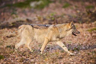 Close-up of a Eurasian wolf (Canis lupus lupus) in a forest in spring, Bavarian Forest National