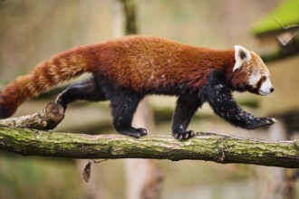 Red panda (Ailurus fulgens) walking on a branch, Germany, Europe