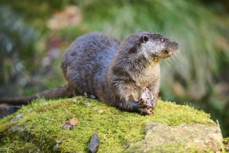 Eurasian otter (Lutra lutra) eating a fish on a rock in the bavarian forest, Bavaria, Germany,