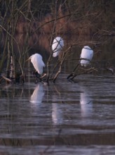 Little Egrets (Egretta gazetta), roosting in bushes, in the middle of a lake, morning light, Hesse,