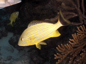 Yellow striped fish, bluestriped grunt (Haemulon sciurus), swimming over a coral reef, dive site