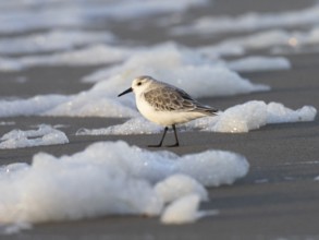 Sanderling (Calidris alba), standing on the beach at low tide in autumn, surrounded by sea spray