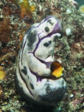 Golden sea squirt (Polycarpa aurata) with striking purple-black patterns on a reef, dive site