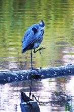 Grey heron at a lake, November, Germany, Europe