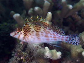 A colourful fish, Dwarf Hawkfish (Cirrhitichthys falco), hovers over vibrant corals in the sea,