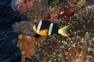 A colourful clownfish, Clark's anemonefish (Amphiprion clarkii), swimming through sea anemones in a