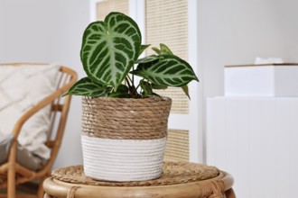 Potted exotic 'Silver Blush Anthurium Crystallinum' houseplant with beautiful lace pattern on