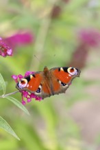 Peacock butterfly (Inachis io) sucking nectar on butterfly bush (Buddleja davidii), in a natural