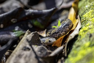 Adder (Colubridae), snake on the forest floor, tropical rainforest, Corcovado National Park, Osa