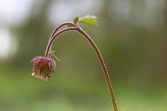 Flowering of the brook carnation (Geum rivale), wetland site, Flusslandschaft Peenetal nature park