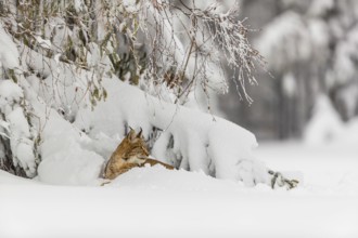 One young male Eurasian lynx, (Lynx lynx), walking over a deep snow covered meadow with a forest in