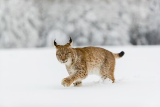 One young male Eurasian lynx, (Lynx lynx), walking over a deep snow covered meadow with a forest in