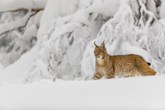 One young male Eurasian lynx, (Lynx lynx), walking over a deep snow covered meadow with a forest in