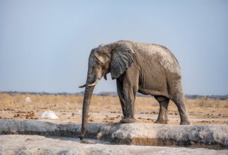 African elephant (Loxodonta africana), elephant drinking at a waterhole, in the evening light Nxai