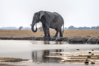 African elephant (Loxodonta africana), bathing at a waterhole, splashing water with its trunk, Nxai