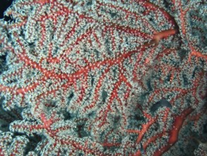 Close-up of coral with red branches and complex structure, red knotted fan (Melithaea ochracea),