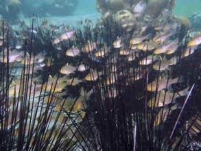 Underwater photo with fish, bannerfin cardinalfish (Ostorhinchus hoevenii) swimming between sea