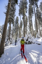 Ski tourers and snowshoe hikers in a snowy winter forest, ascent to the Teufelstättkopf,