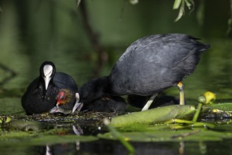 Great Crested Grebe (Podiceps cristatus), Nettetal, Germany, Europe