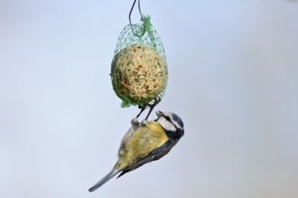 Blue tit (Cyanistes caeruleus, syn.: Parus caeruleus) hanging on a tit dumpling, winter feeding of