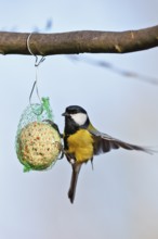 Great tit (Parus major), at a tit dumpling, winter feeding of songbirds, Middle Elbe Biosphere