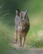 European hare (Lepus europaeus) running along a country lane, wildlife, Lower Saxony, Germany,