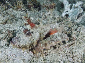 A camouflaged spiny devil fish (Inimicus didactylus) lies barely visible on the sandy seabed, dive