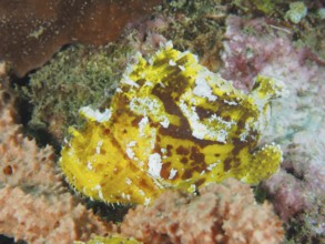 Yellow spotted rocking fish (Taenianotus triacanthus) resting between colourful corals in the sea,