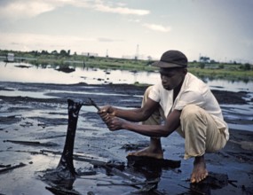 Man picking up sticky liquid tar pitch from the surface of Pitch Lake with a stick, Trinidad, ca.