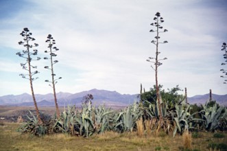 Giant aloe plants Basotho mountain fortress of King Moshoeshoe in Thaba Bosiu, South Africa 1979