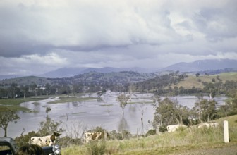 Extensive flooding on the Murray River, Victoria, Australia 1956 the year known as the Big Wet