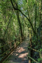 Wooden suspended path through the vegetation of the preserved rainforest in Ilhabela Ilhabela, Sao