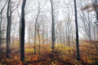 Beech forest (Fagus sylvatica) in autumn in the fog, Canton Aargau, Switzerland, Europe