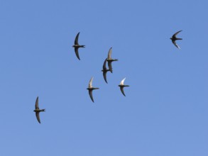 Common swift (Apus apus), flock in flight, against a blue sky, Hesse, Germany, Europe