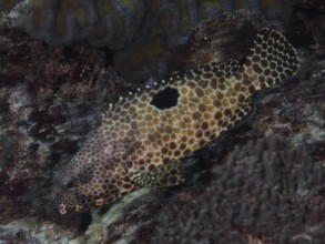 A fish with a unique pattern, honeycomb grouper (Epinephelus merra), swimming in a dark