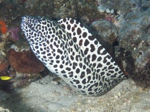 A large net moray eel (Gymnothorax favagineus) meanders through the coral reef, Spice Reef dive